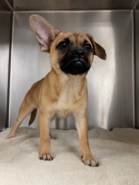 Shelter Stray Female Dog last seen , 14409 Vanowen St, Van Nuys, CA 91405, USA