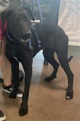 Shelter Stray Male Dog last seen , 14409 Vanowen St, Van Nuys, CA 91405, USA