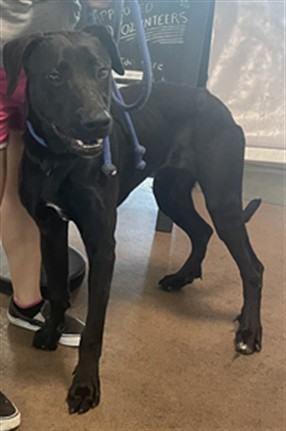 Shelter Stray Male Dog last seen , 14409 Vanowen St, Van Nuys, CA 91405, USA