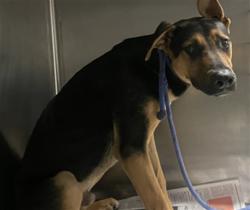 Shelter Stray Male Dog last seen , 14409 Vanowen St, Van Nuys, CA 91405, USA