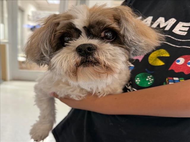 Shelter Stray Male Dog last seen , 14409 Vanowen St, Van Nuys, CA 91405, USA