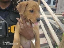 Shelter Stray Female Dog last seen Near BLOCK N MARTINDALE ST, DETROIT, MI 48204, 7401 Chrysler Dr, Detroit, MI 48211, USA