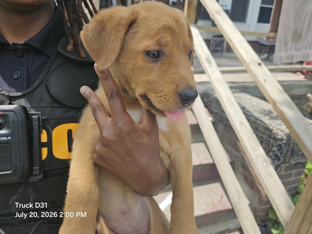 Shelter Stray Female Dog last seen Near BLOCK N MARTINDALE ST, DETROIT, MI 48204, 7401 Chrysler Dr, Detroit, MI 48211, USA