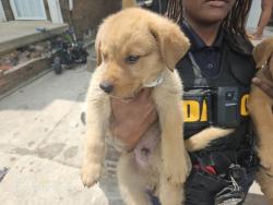 Shelter Stray Male Dog last seen Near BLOCK N MARTINDALE ST, DETROIT, MI 48204, 7401 Chrysler Dr, Detroit, MI 48211, USA