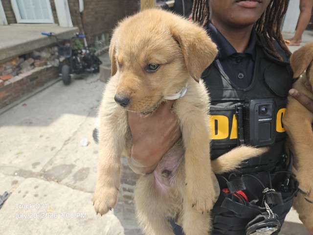 Shelter Stray Male Dog last seen Near BLOCK N MARTINDALE ST, DETROIT, MI 48204, 7401 Chrysler Dr, Detroit, MI 48211, USA