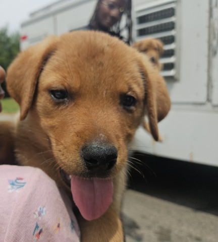 Shelter Stray Male Dog last seen Near BLOCK N MARTINDALE ST, DETROIT, MI 48204, 7401 Chrysler Dr, Detroit, MI 48211, USA