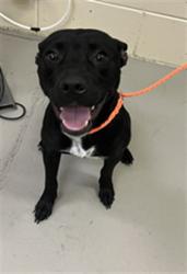 Shelter Stray Female Dog last seen , 232 Eslinger Way, Sanford, FL 32773, USA