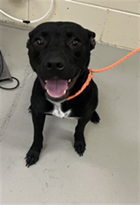 Shelter Stray Female Dog last seen , 232 Eslinger Way, Sanford, FL 32773, USA