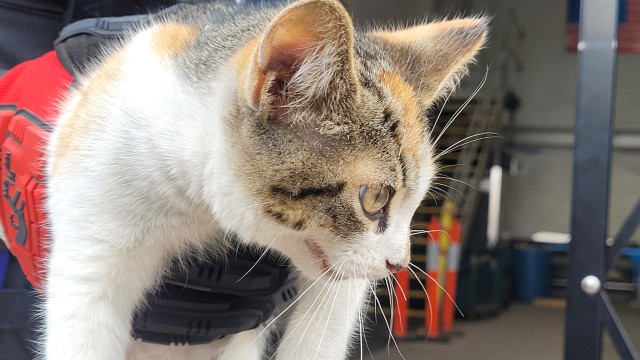 Shelter Stray Female Cat last seen Near BLOCK MEYERS RD, DETROIT, MI 48227, 7401 Chrysler Dr, Detroit, MI 48211, USA
