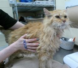 Shelter Stray Male Cat last seen , 232 Eslinger Way, Sanford, FL 32773, USA