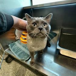Shelter Stray Male Cat last seen ROXBURY, 350 S Huntington Ave, Jamaica Plain, MA 02130, USA