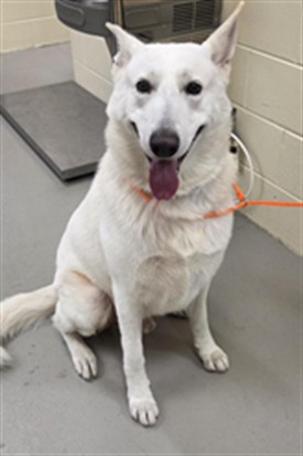 Shelter Stray Male Dog last seen CHURCH AVE/LW, 232 Eslinger Way, Sanford, FL 32773, USA