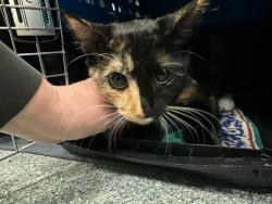 Shelter Stray Female Cat last seen HYDE PARK, 350 S Huntington Ave, Jamaica Plain, MA 02130, USA
