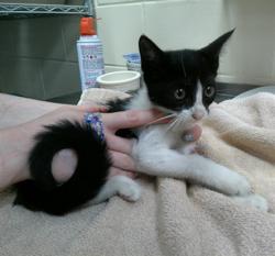 Shelter Stray Female Cat last seen , 232 Eslinger Way, Sanford, FL 32773, USA