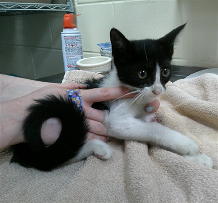Shelter Stray Female Cat last seen , 232 Eslinger Way, Sanford, FL 32773, USA