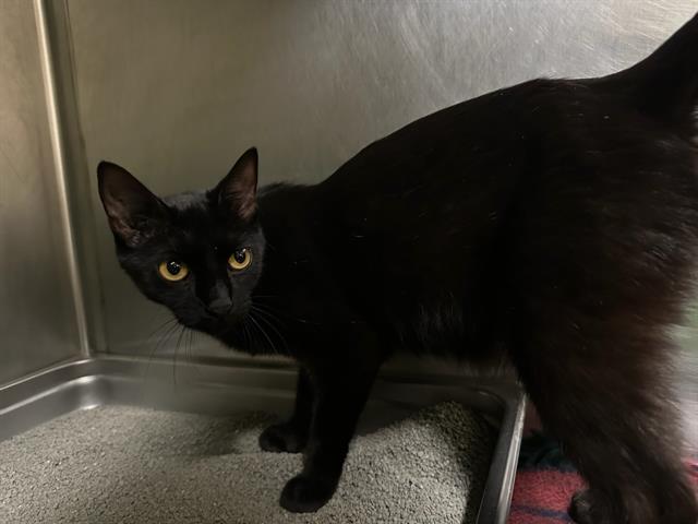 Shelter Stray Female Cat last seen CHELSEA, 350 S Huntington Ave, Jamaica Plain, MA 02130, USA