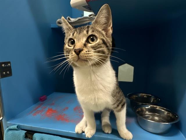 Shelter Stray Female Cat last seen ROSLINDALE, 350 S Huntington Ave, Jamaica Plain, MA 02130, USA