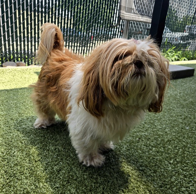 Shelter Stray Female Dog last seen FLICKER DR/ASPEN DR,63031, 10521 Baur Blvd, Olivette, MO 63132, USA