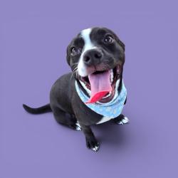 Shelter Stray Female Dog last seen Near BLOCK N CHESTER AVE, BAKERSFIELD CA 93308, 3951 Fruitvale Ave, Bakersfield, CA 93308, USA