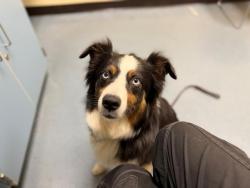 Shelter Stray Female Dog last seen Near BLOCK W ALAMEDA AVE, DENVER CO 80223, 1241 W Bayaud Ave, Denver, CO 80223, USA