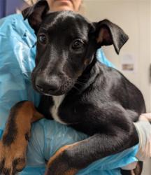 Shelter Stray Male Dog last seen Near BLOCK RAWHIDE RD, BAKERSFIELD CA 93313, 3951 Fruitvale Ave, Bakersfield, CA 93308, USA
