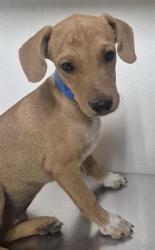 Shelter Stray Male Dog last seen Near BLOCK GOODMAN ST, BAKERSFIELD CA 93305, 3951 Fruitvale Ave, Bakersfield, CA 93308, USA
