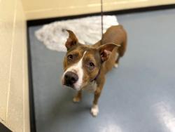 Shelter Stray Female Dog last seen Near BLOCK W 39TH AVE, DENVER CO 80216, 1241 W Bayaud Ave, Denver, CO 80223, USA