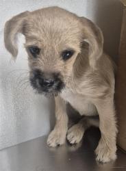 Shelter Stray Female Dog last seen Near BLOCK GOODMAN ST, BAKERSFIELD CA 93305, 3951 Fruitvale Ave, Bakersfield, CA 93308, USA