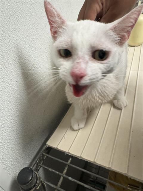 Shelter Stray Female Cat last seen Near BLOCK BUCK OWENS BLVD, BAKERSFIELD CA 93308, 3951 Fruitvale Ave, Bakersfield, CA 93308, USA