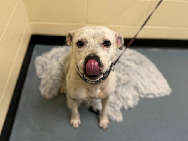 Shelter Stray Female Dog last seen Near BLOCK E MAXWELL PL, DENVER CO 80239, 1241 W Bayaud Ave, Denver, CO 80223, USA