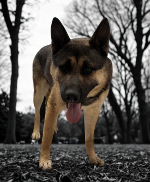Shelter Stray Male Dog last seen , 957 N Gaffey St, San Pedro, CA 90731, USA