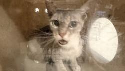 Shelter Stray Female Cat last seen , 957 N Gaffey St, San Pedro, CA 90731, USA