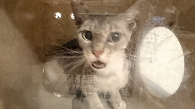 Shelter Stray Female Cat last seen , 957 N Gaffey St, San Pedro, CA 90731, USA