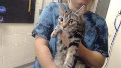 Shelter Stray Female Cat last seen Near BLOCK N BRIGHTON BLVD, DENVER CO 80216, 1241 W Bayaud Ave, Denver, CO 80223, USA