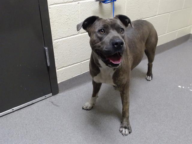 Shelter Stray Female Dog last seen Near BLOCK N PONTIAC ST, DENVER CO 80207, 1241 W Bayaud Ave, Denver, CO 80223, USA