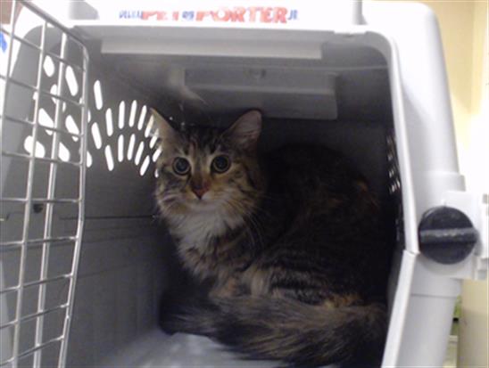 Shelter Stray Female Cat last seen Near BLOCK N BROADWAY, DENVER CO 80216, 1241 W Bayaud Ave, Denver, CO 80223, USA