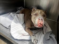 Shelter Stray Female Dog last seen , 957 N Gaffey St, San Pedro, CA 90731, USA