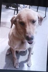 Shelter Stray Female Dog last seen UAH, 4950 SW Triana Blvd, Huntsville, AL 35805, USA