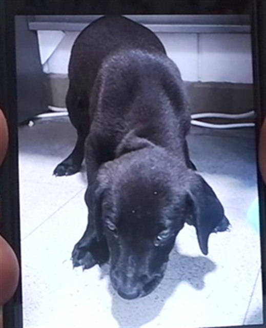 Shelter Stray Male Dog last seen UAH, 4950 SW Triana Blvd, Huntsville, AL 35805, USA