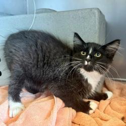 Shelter Stray Male Cat last seen , 600 Aviation Dr, Camarillo, CA 93010, USA