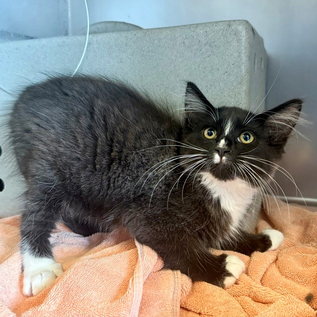Shelter Stray Male Cat last seen , 600 Aviation Dr, Camarillo, CA 93010, USA