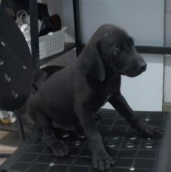 Shelter Stray Male Dog last seen UAH, 4950 SW Triana Blvd, Huntsville, AL 35805, USA