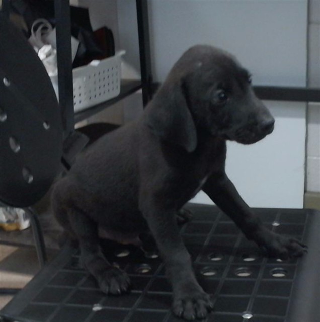 Shelter Stray Male Dog last seen UAH, 4950 SW Triana Blvd, Huntsville, AL 35805, USA