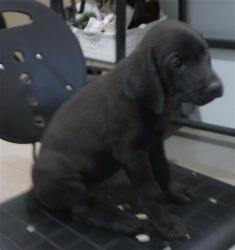 Shelter Stray Male Dog last seen UAH, 4950 SW Triana Blvd, Huntsville, AL 35805, USA
