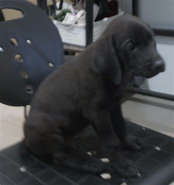 Shelter Stray Male Dog last seen UAH, 4950 SW Triana Blvd, Huntsville, AL 35805, USA