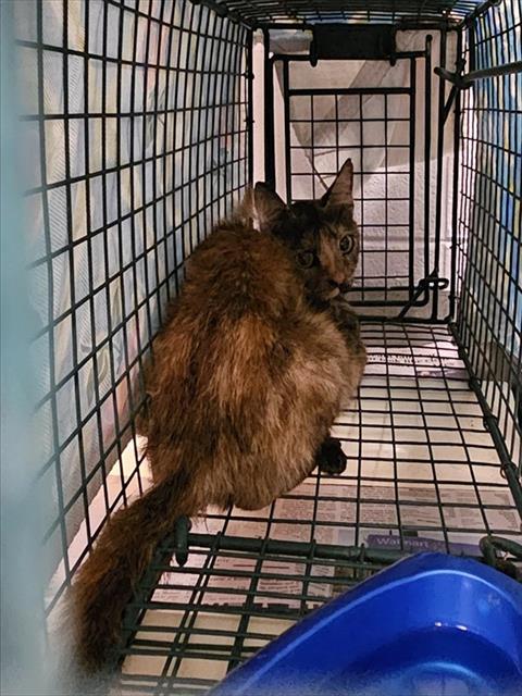 Shelter Stray Female Cat last seen Near BLOCK MCMULLEN RD GURLEY, 4950 SW Triana Blvd, Huntsville, AL 35805, USA