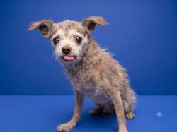 Shelter Stray Male Dog last seen , 1850 W 60th St, Los Angeles, CA 90047, USA