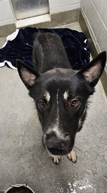 Shelter Stray Male Dog last seen Near BLOCK LOW GAP ROAD GURLEY, 4950 SW Triana Blvd, Huntsville, AL 35805, USA