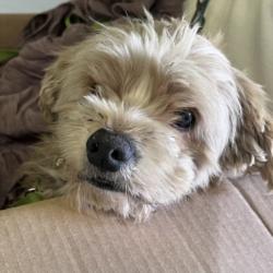 Shelter Stray Male Dog last seen , 1850 W 60th St, Los Angeles, CA 90047, USA