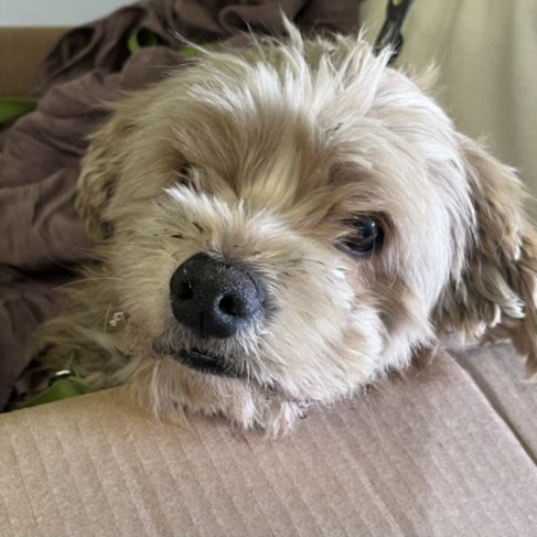 Shelter Stray Male Dog last seen , 1850 W 60th St, Los Angeles, CA 90047, USA